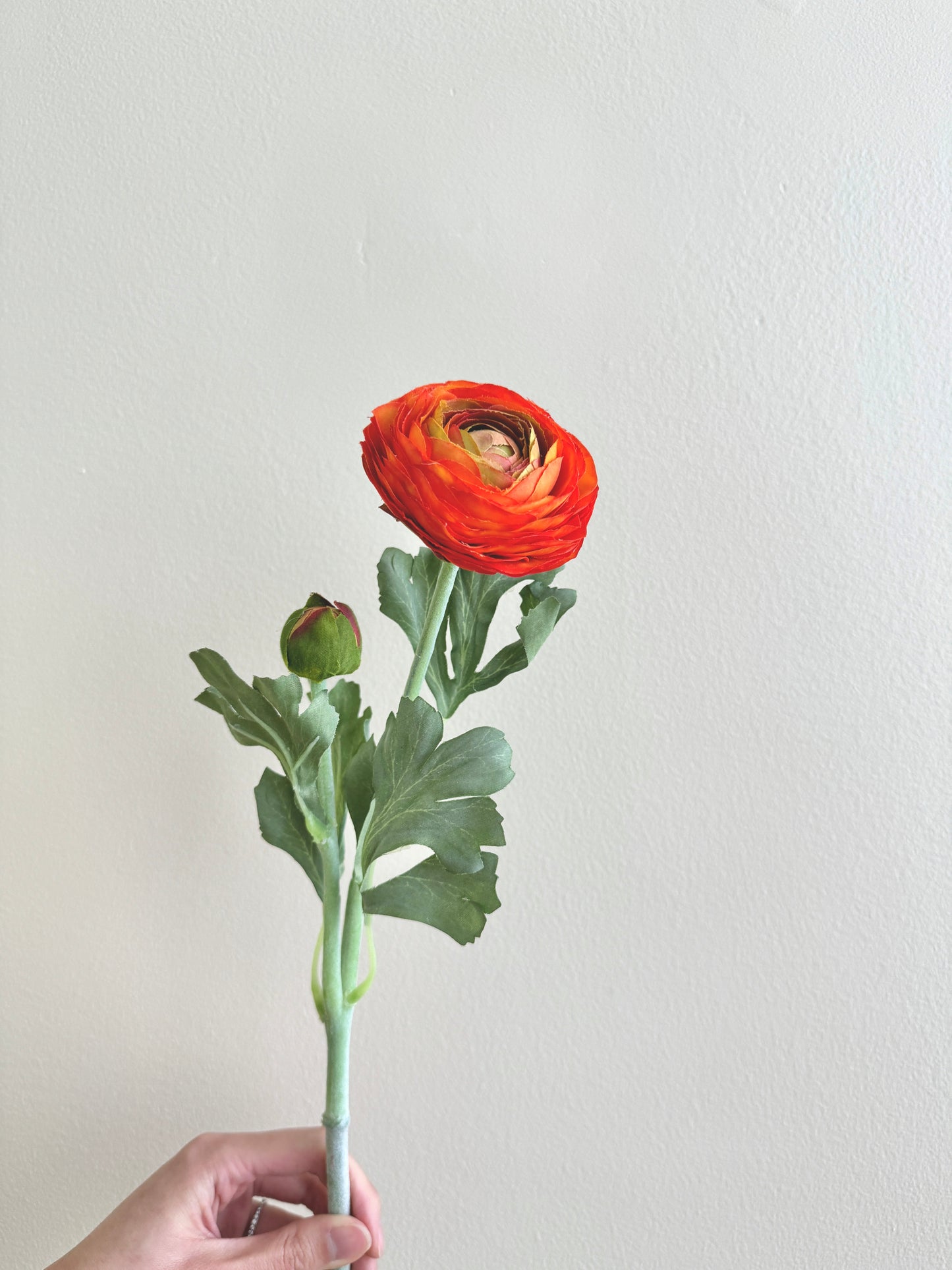 Ranunculus