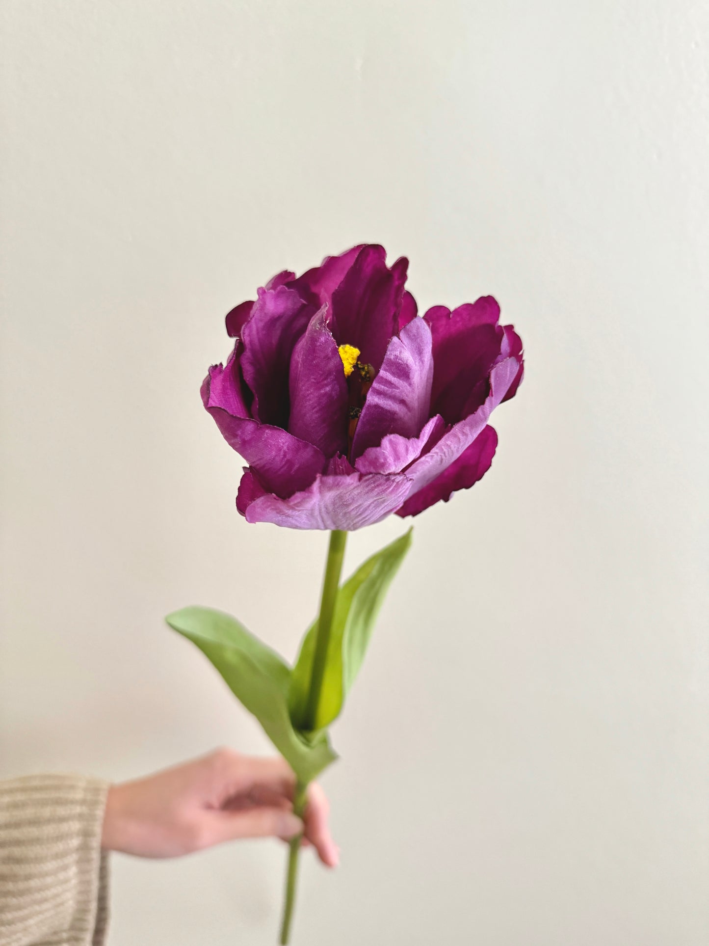 Tulip