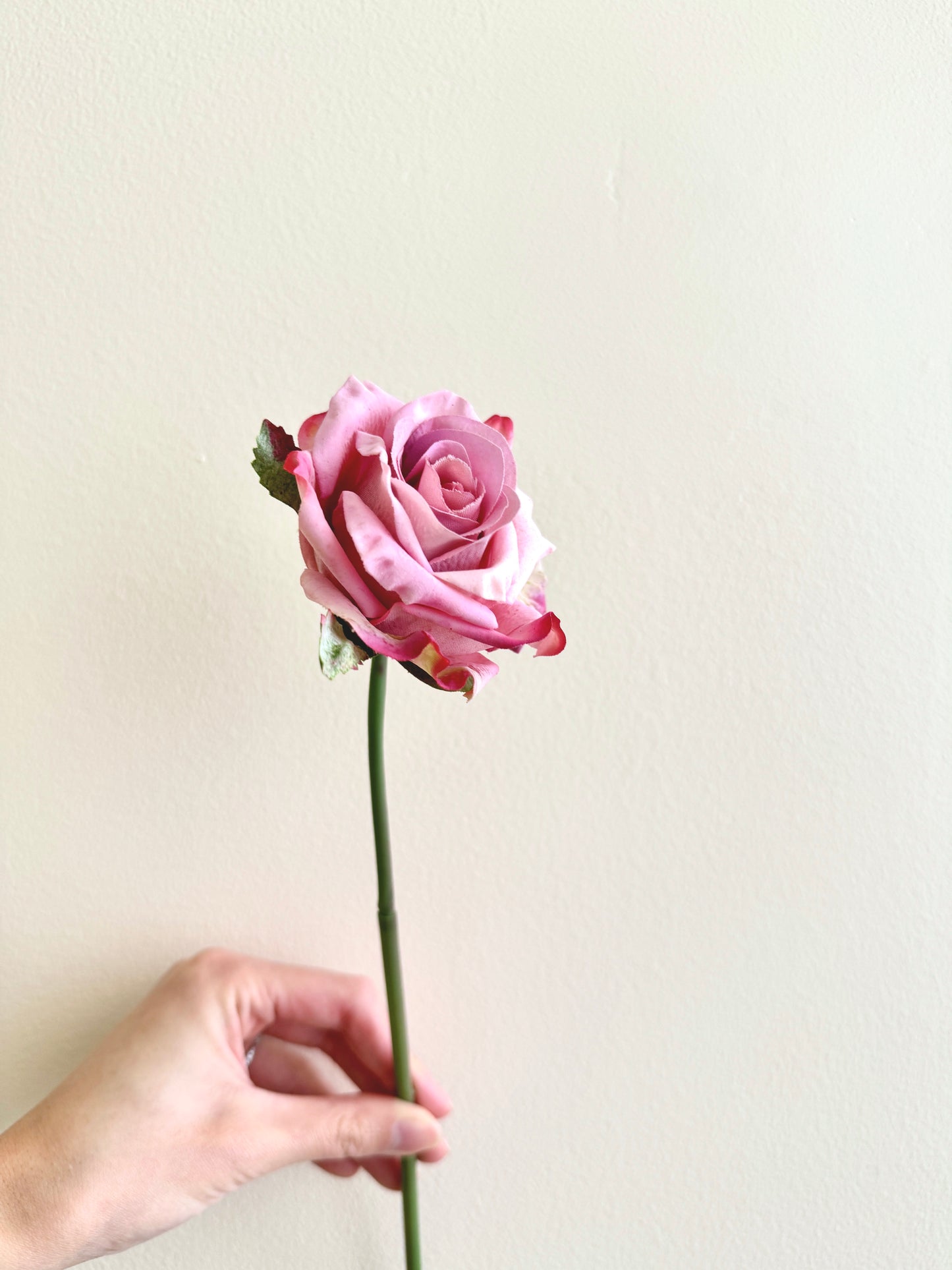 Single Stem Rose
