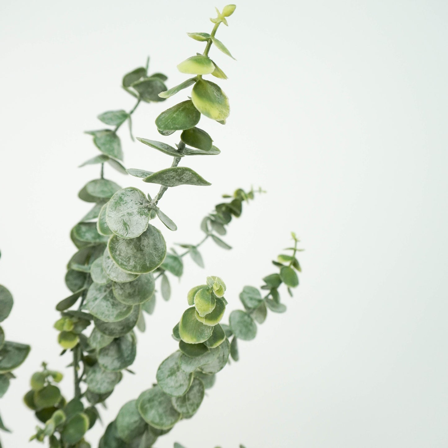 Eucalyptus - Real touch