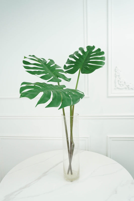 Monstera