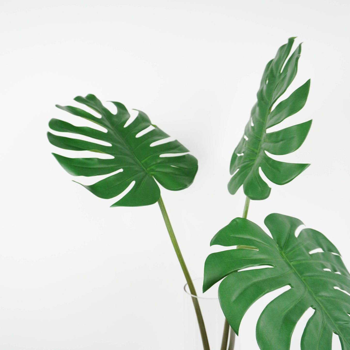 Monstera