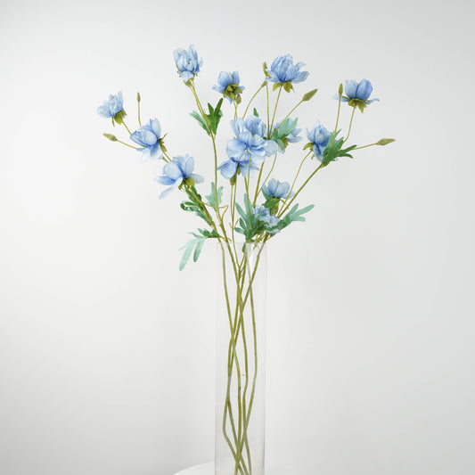 Butterfly Ranunculus