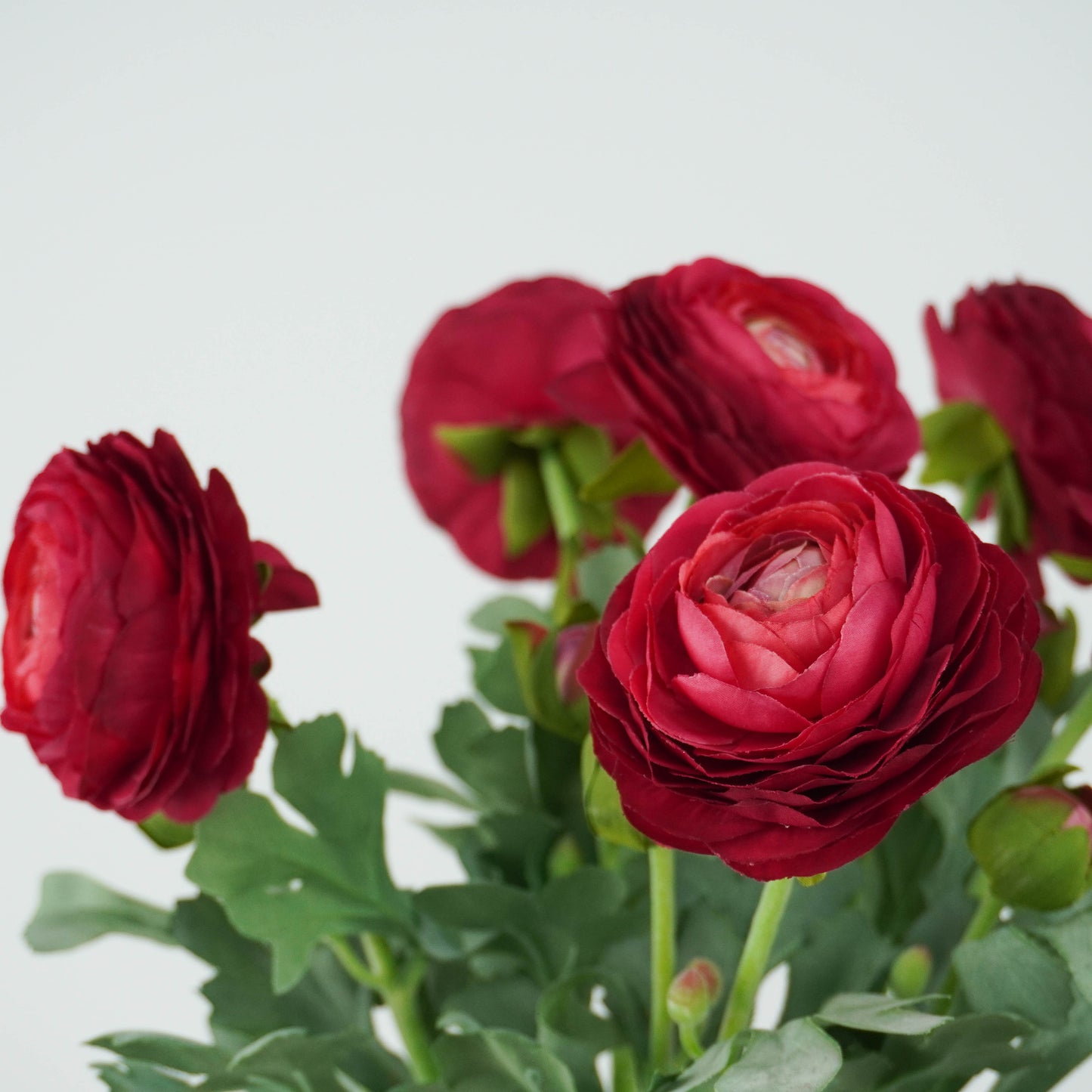 Ranunculus