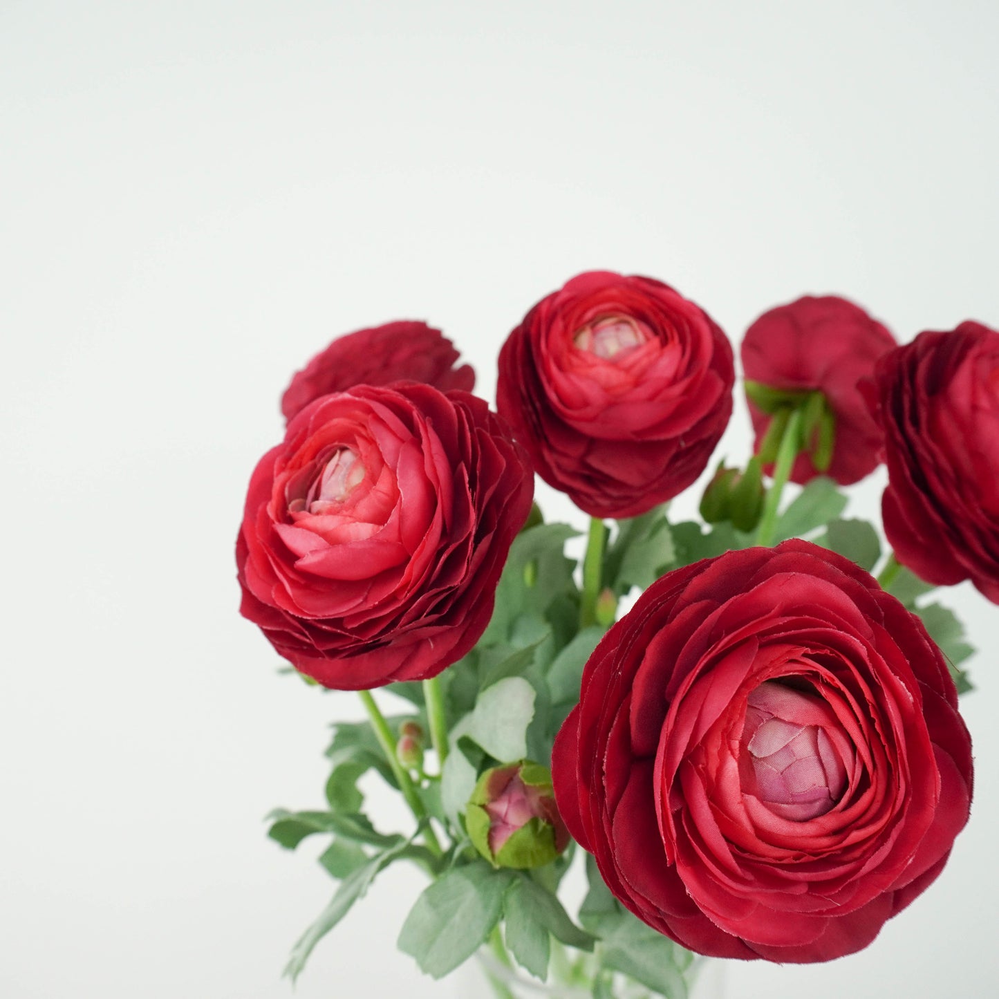 Ranunculus