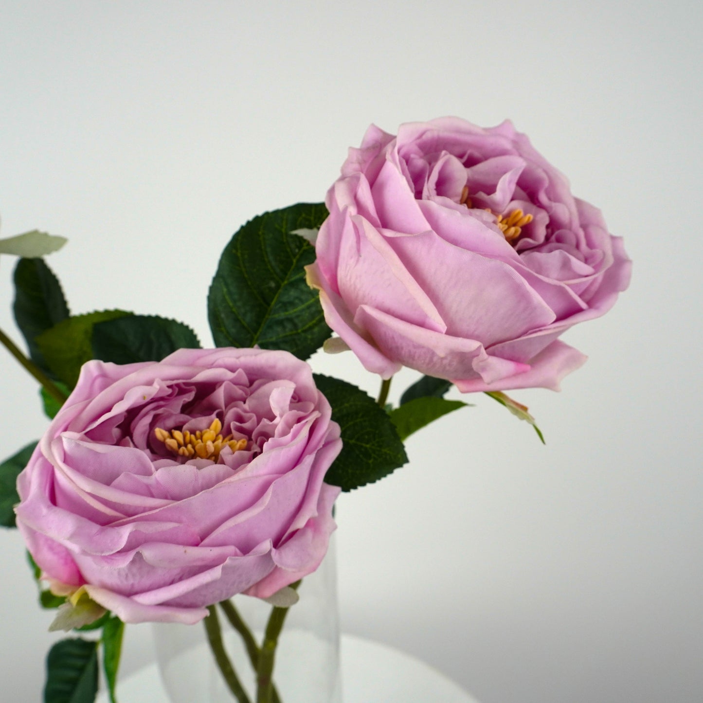 Garden Rose
