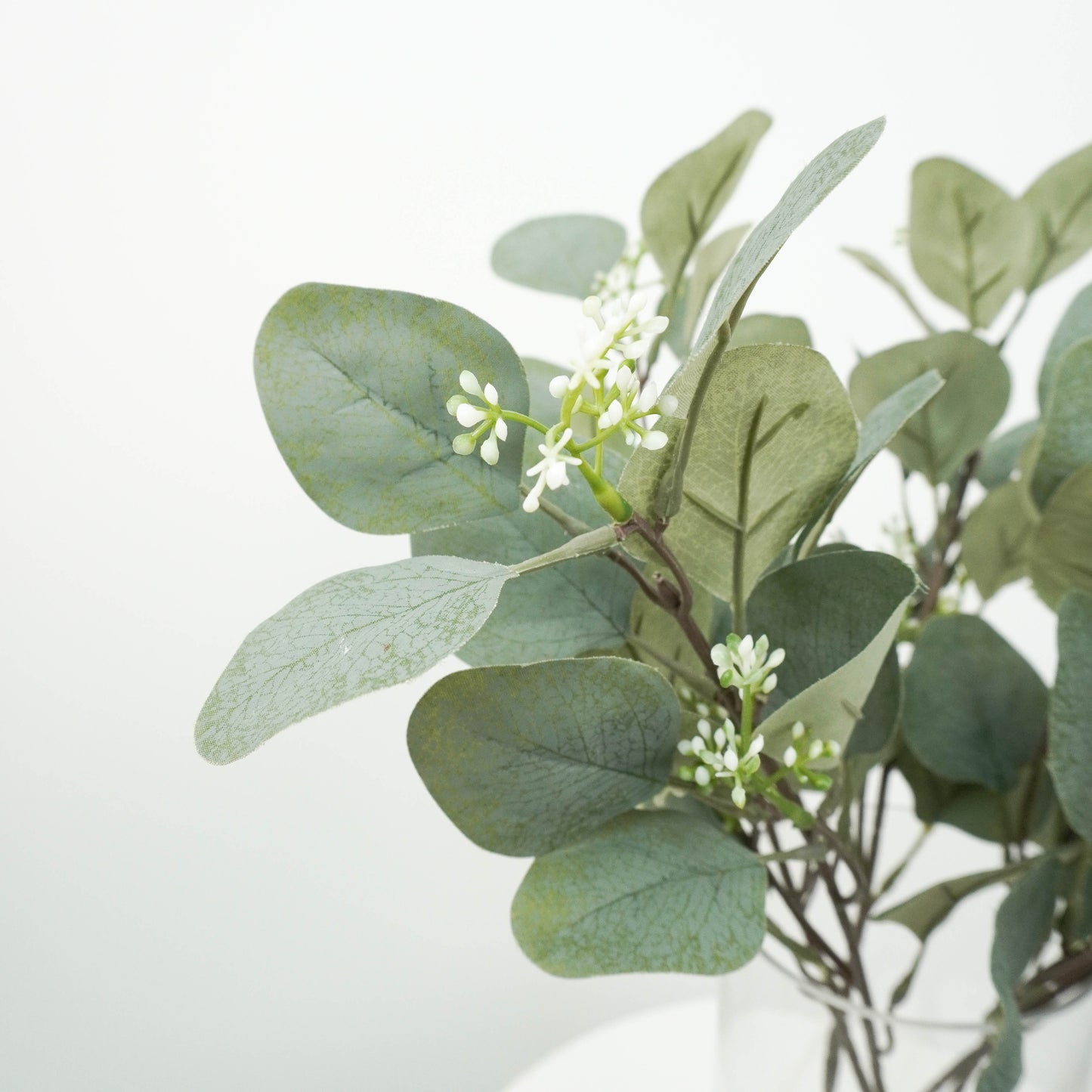 Eucalyptus