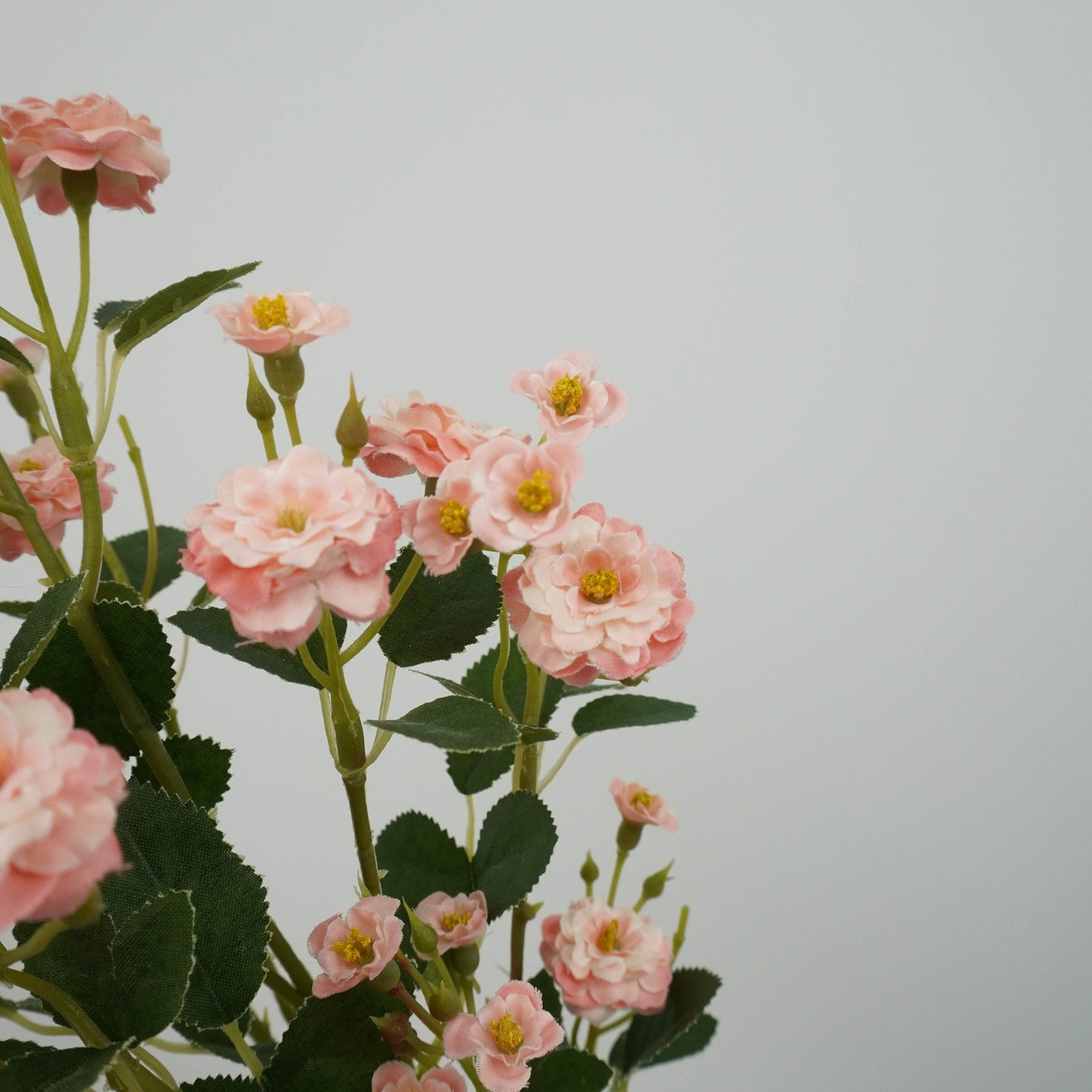 Chinese Plum Blossom