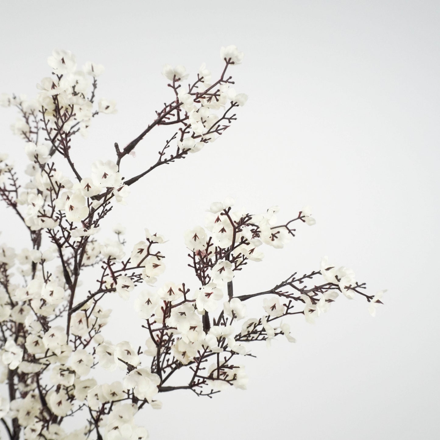 Wax Flower