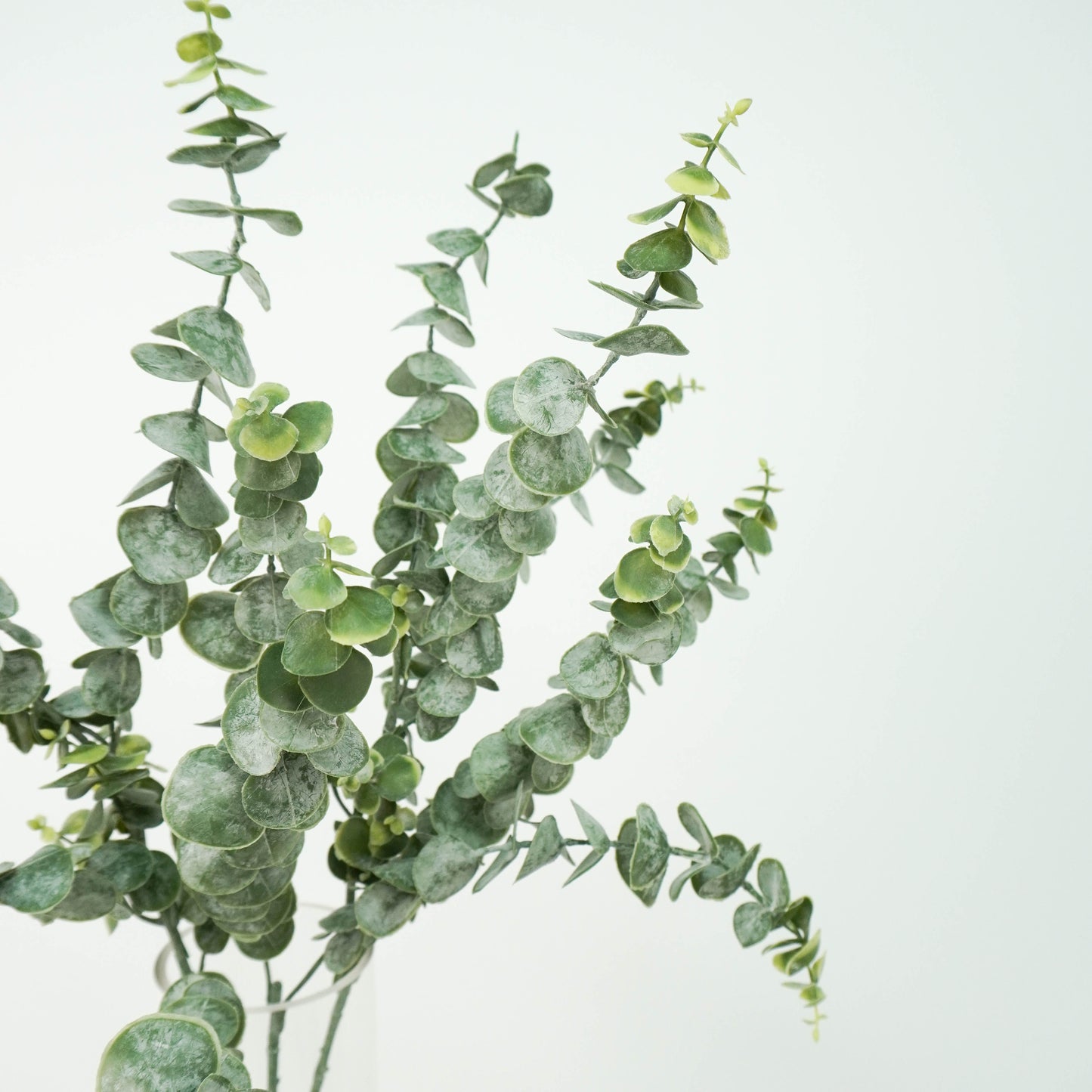 Eucalyptus