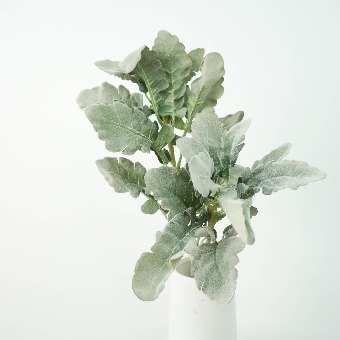 Dusty Miller