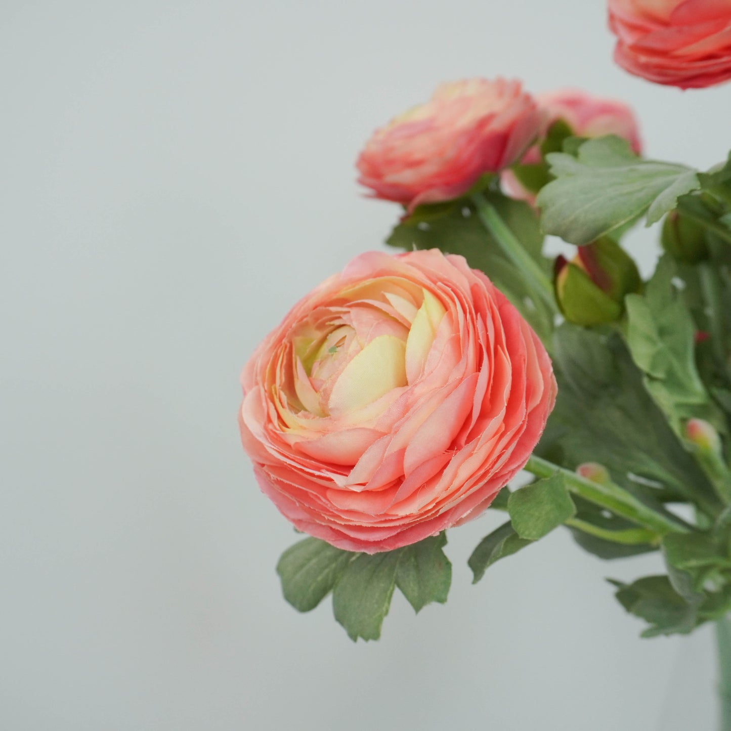 Ranunculus