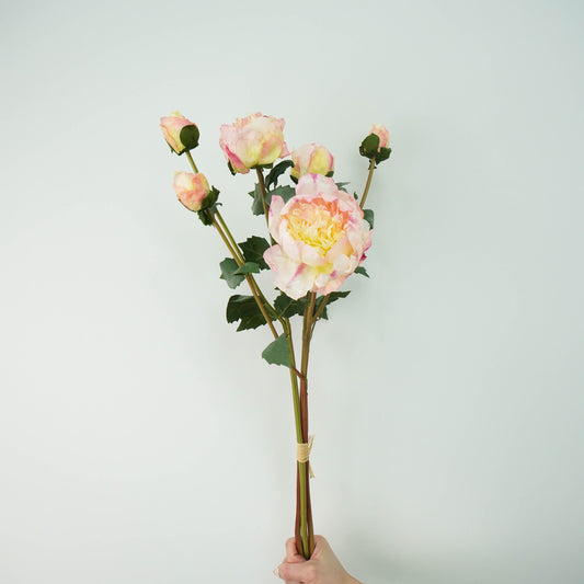 Peony - Champagne pink