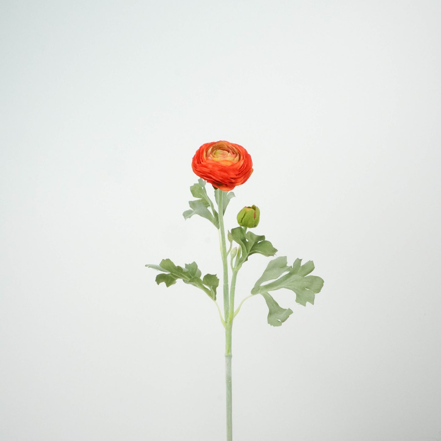 Ranunculus