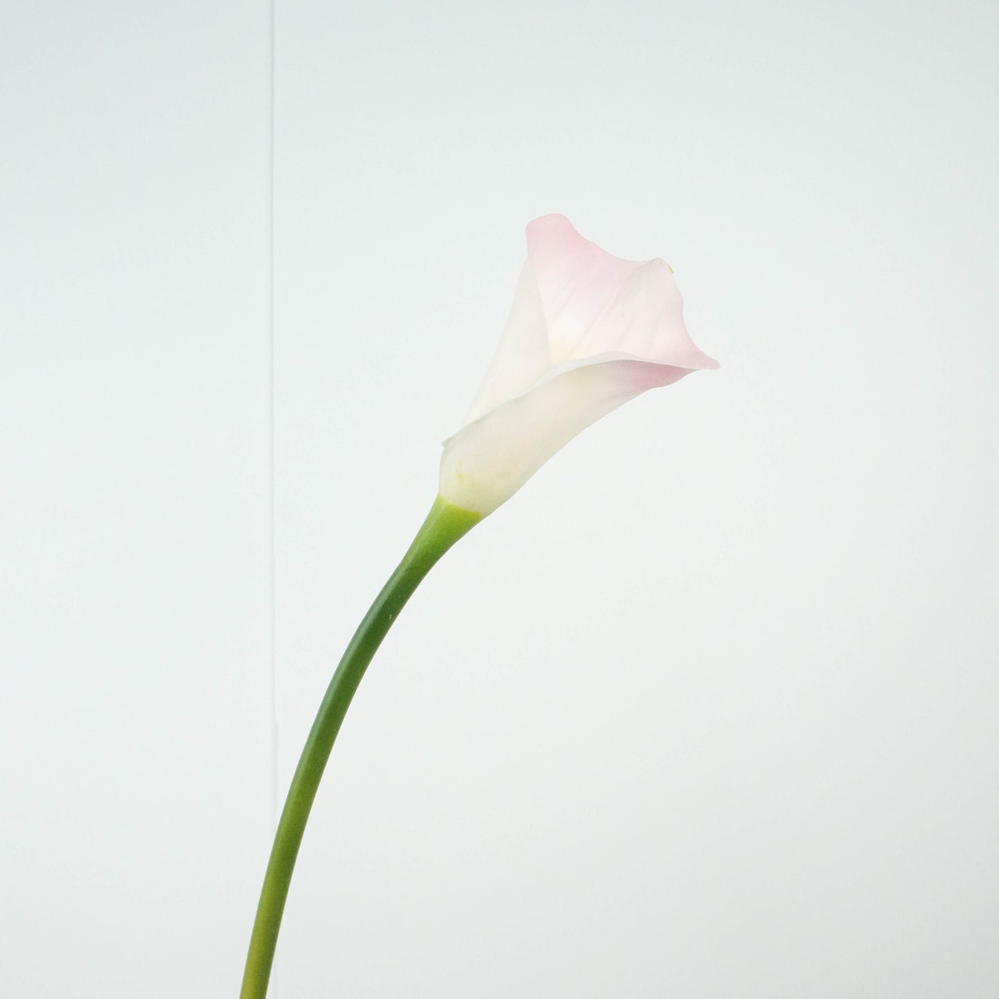 Calla Lily