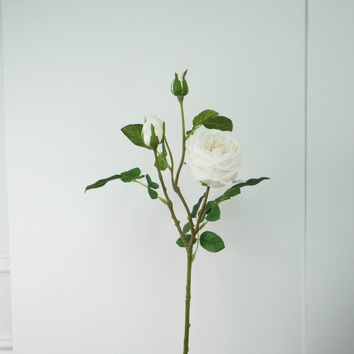 Spray Garden Rose