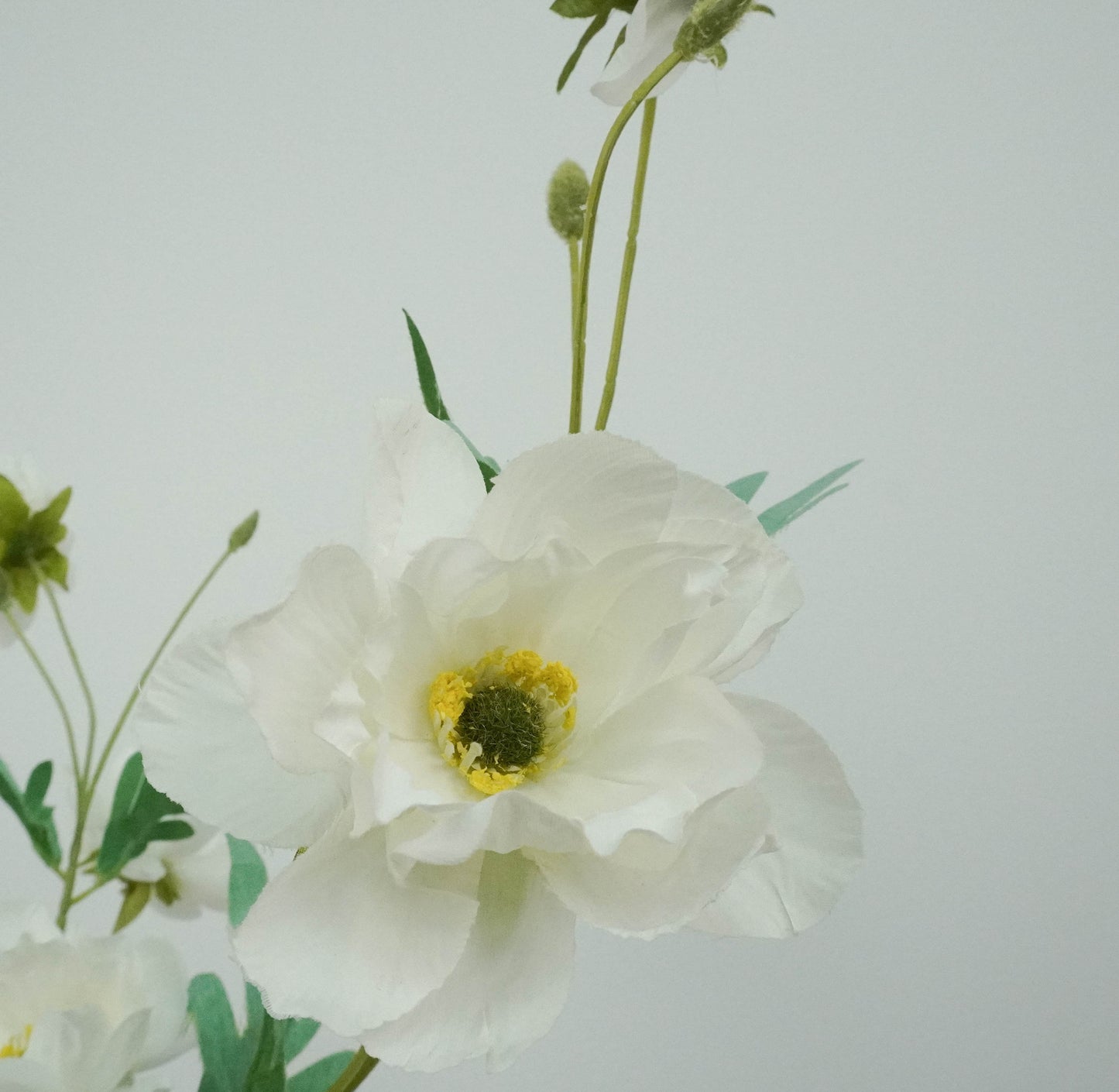 Butterfly Ranunculus