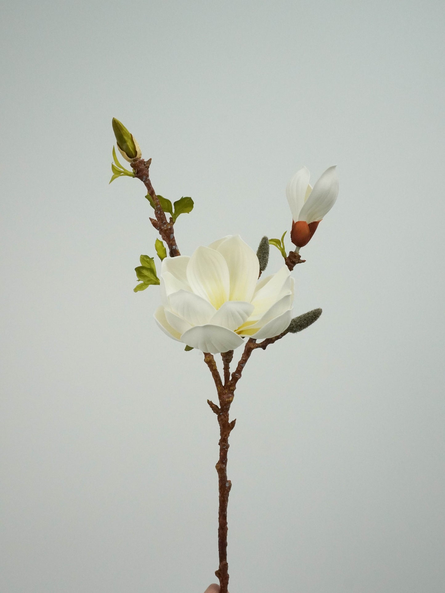 Yulan Magnolia