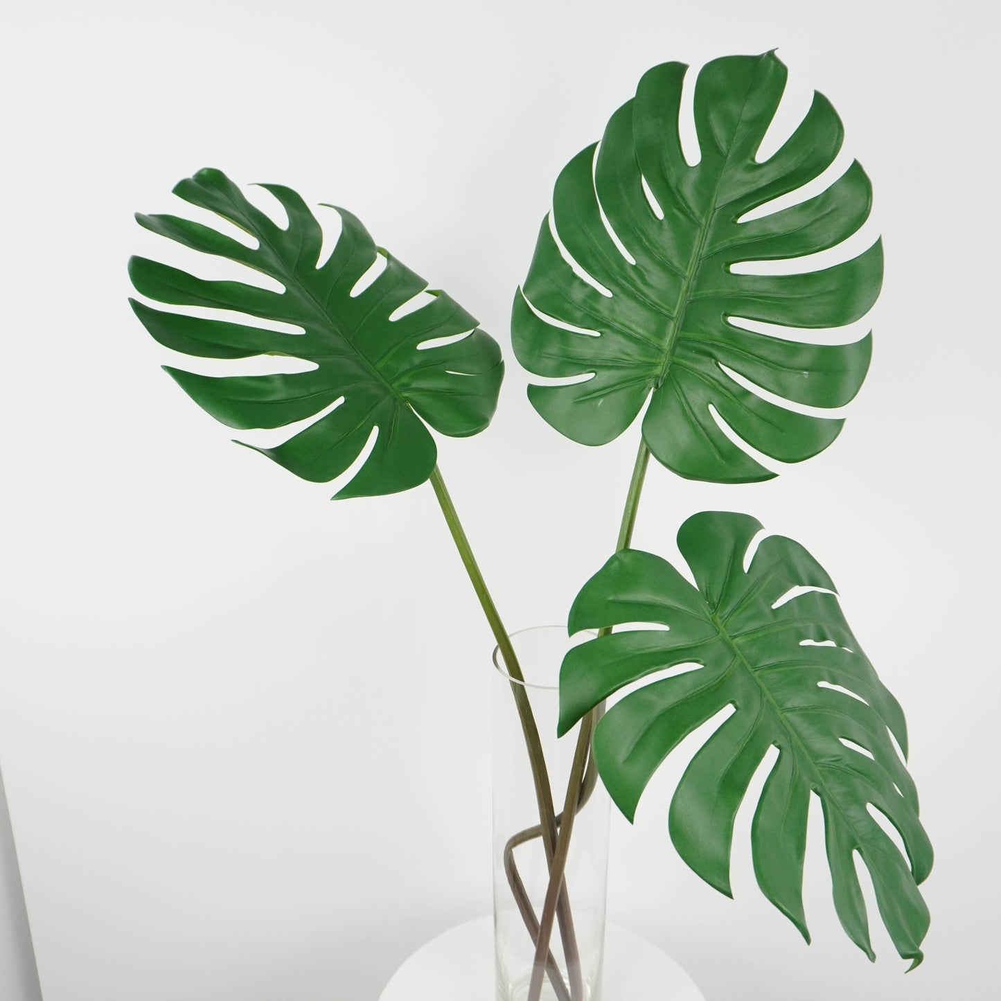 Monstera