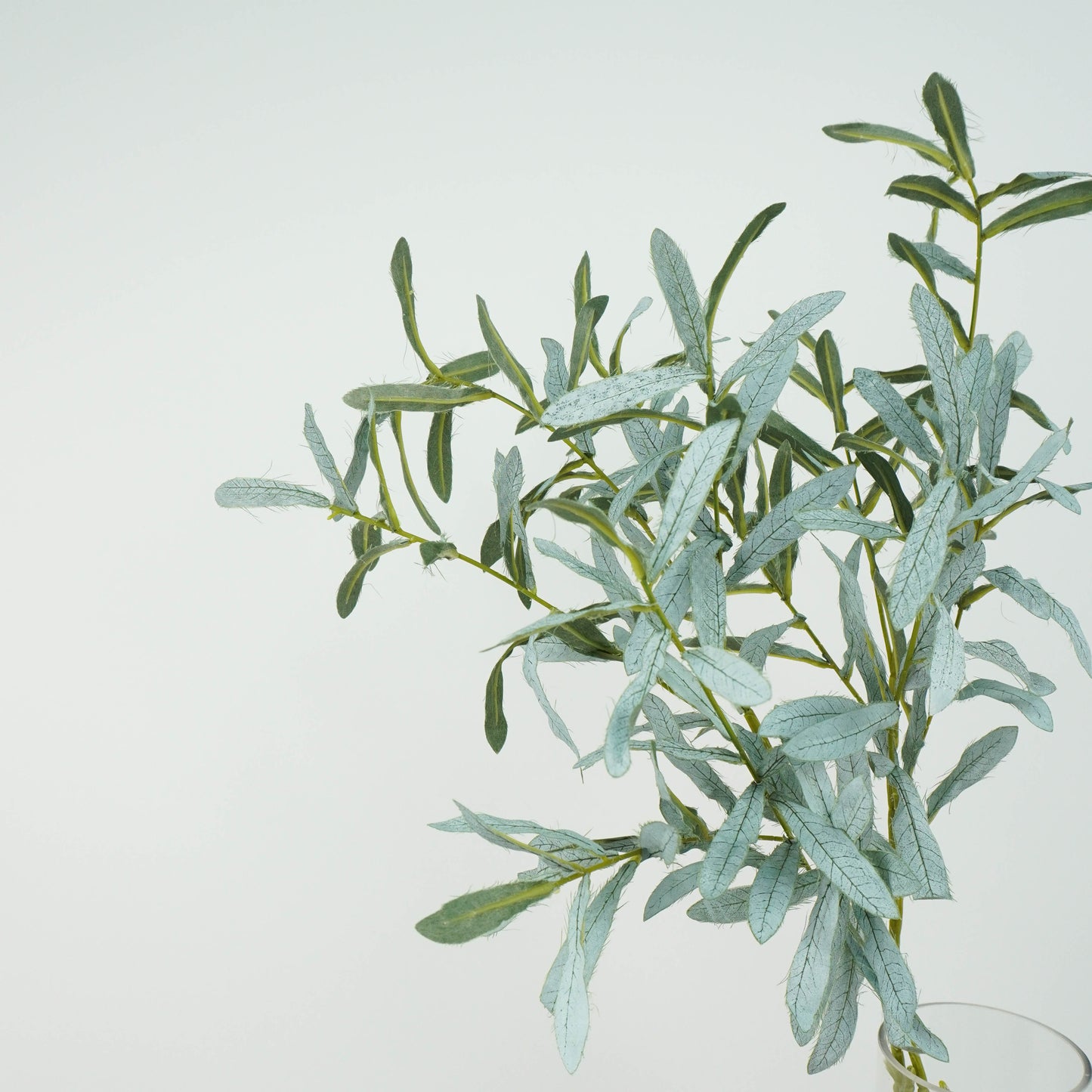 Olives Leaf