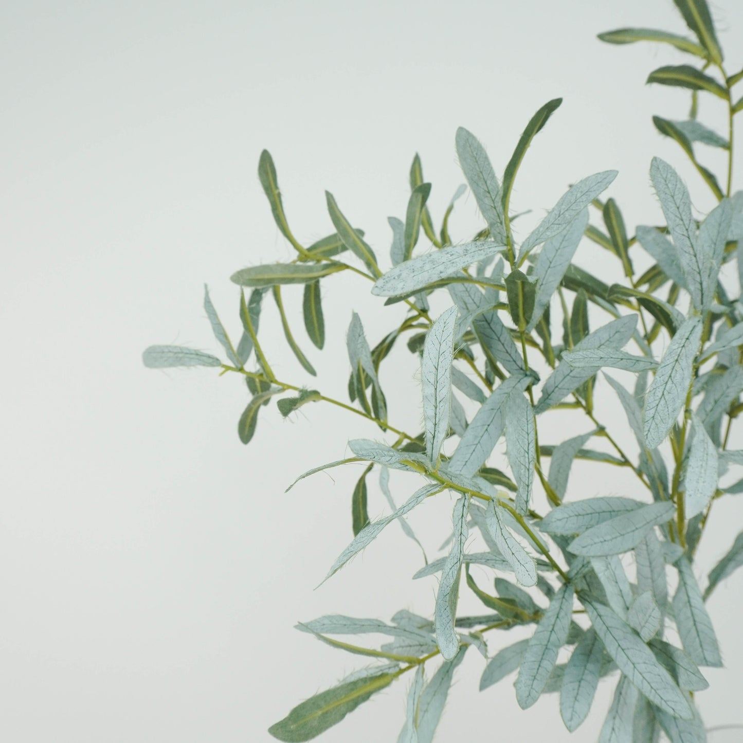 Olives Leaf